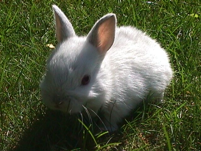 this is albino he has red eyes
