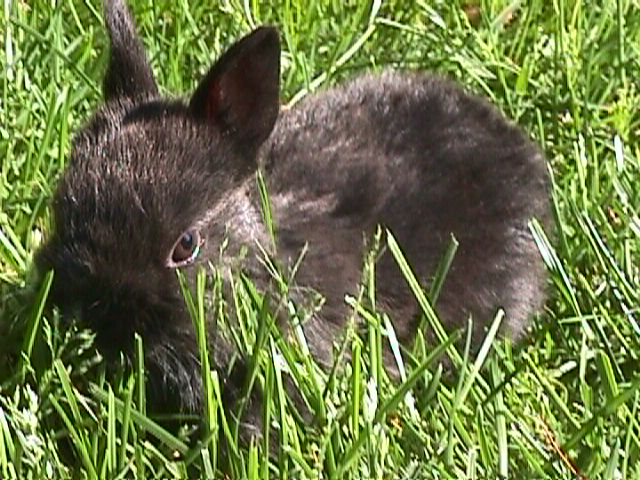 this is shadow look exactly likehis grandpa spooky
