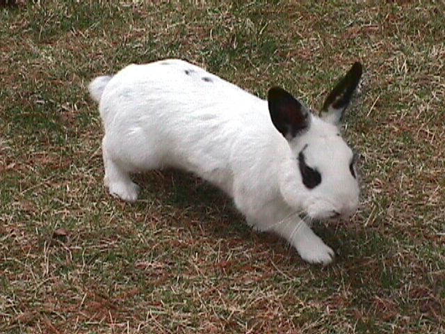 Snowflake Jr running to the food