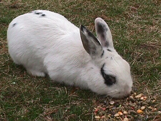 heres Whiteknight eating
